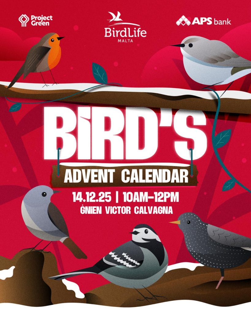 Bird’s Advent Calendar